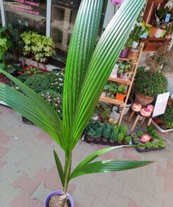 Cocos Nucifera sau cocotier Exemplare uriașe