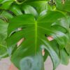 Monstera Deliciosa