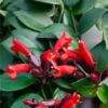 Aeschinanthus Bella Donna