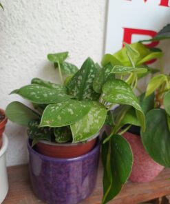 Scindapsus Pictus Argyreum,