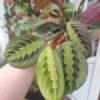 Maranta Leuconera Fascinator sau planta care se roaga