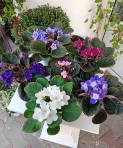 Saintpaulia sau violete africane