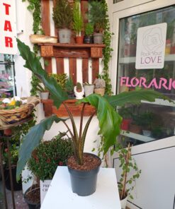 Alocasia Lauterbachiana