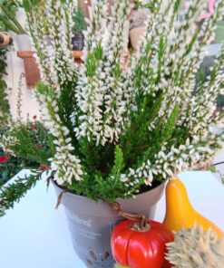 Calluna Vulgaris-arbust rezistent la înghet