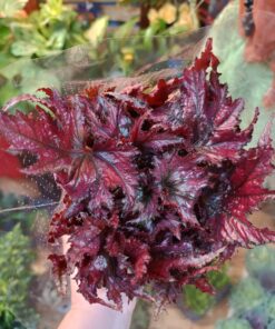 Begonia Rex, mix de culori