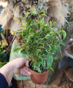 Ficus Benjamina Natasja