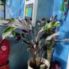 Calathea ‘Fusion White’ – plantă de interior rară, cu frunze variegate spectaculoase