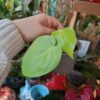 Philodendron Neon Pothos