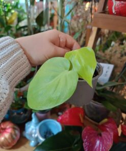 Philodendron Neon Pothos
