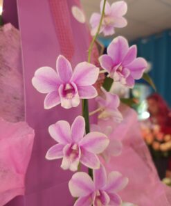 Orhidee Dendrobium Phalaenopsis 1 tija