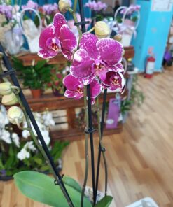 Orhidee Phalaenopsis 3 tije florale inalte