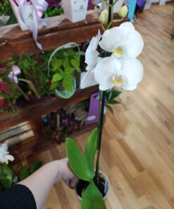 Phalaenopsis alb 1 tija florala