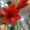 Hippeastrum (Amaryllis) – floarea spectaculoasă a iernii
