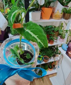 Syngonium Wendlandii