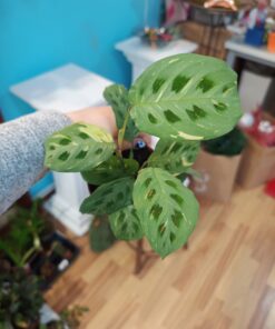 Maranta Kerchoveana Variegata