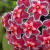 Hoya Pubicalyx Pink Silver