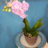 Phalaenopsis 1 tija florala