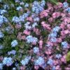 Myosotis/Floare de Nu Ma Uita