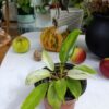 Philodendron ‘Snowdrift’ – rafinament înghețat în verde tropical