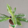 Aglaonema Emerald Stone