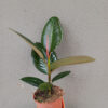 Ficus Elastica Robusta