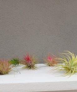 Tillandsia Ionantha mix