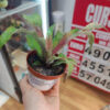 Cryptanthus Bivittatus