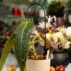 Anthurium warocqueanum – Regina catifelată a junglei