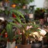 Calathea rufibarba ‘Tropistar’ – eleganță moale, cu suflet tropical