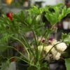 Philodendron ‘Little Hope’ – forță tropicală în formă compactă
