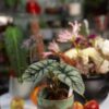 Alocasia Silver Dragon – forță mistică și eleganță metalică