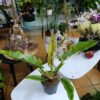 Philodendron ‘Ring of Fire’ – flacără tropicală în formă de frunză