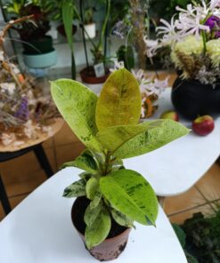 Ficus elastica Shivereana – rafinament contemporan în tonuri de crem și verde