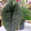 Alocasia melo – bijuterie tropicală cu textură catifelată