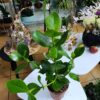 Clusia rosea – frumusețe tropicală cu spirit pur și calm