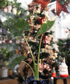Alocasia macrorrhiza – regalitatea junglei, sculptată în verde