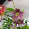 Helleborus Orientalis – Trandafirul iernii, eleganță care sfidează frigul