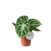 Anthurium Silver Blush – Finețe metalizată și texturi de colecție