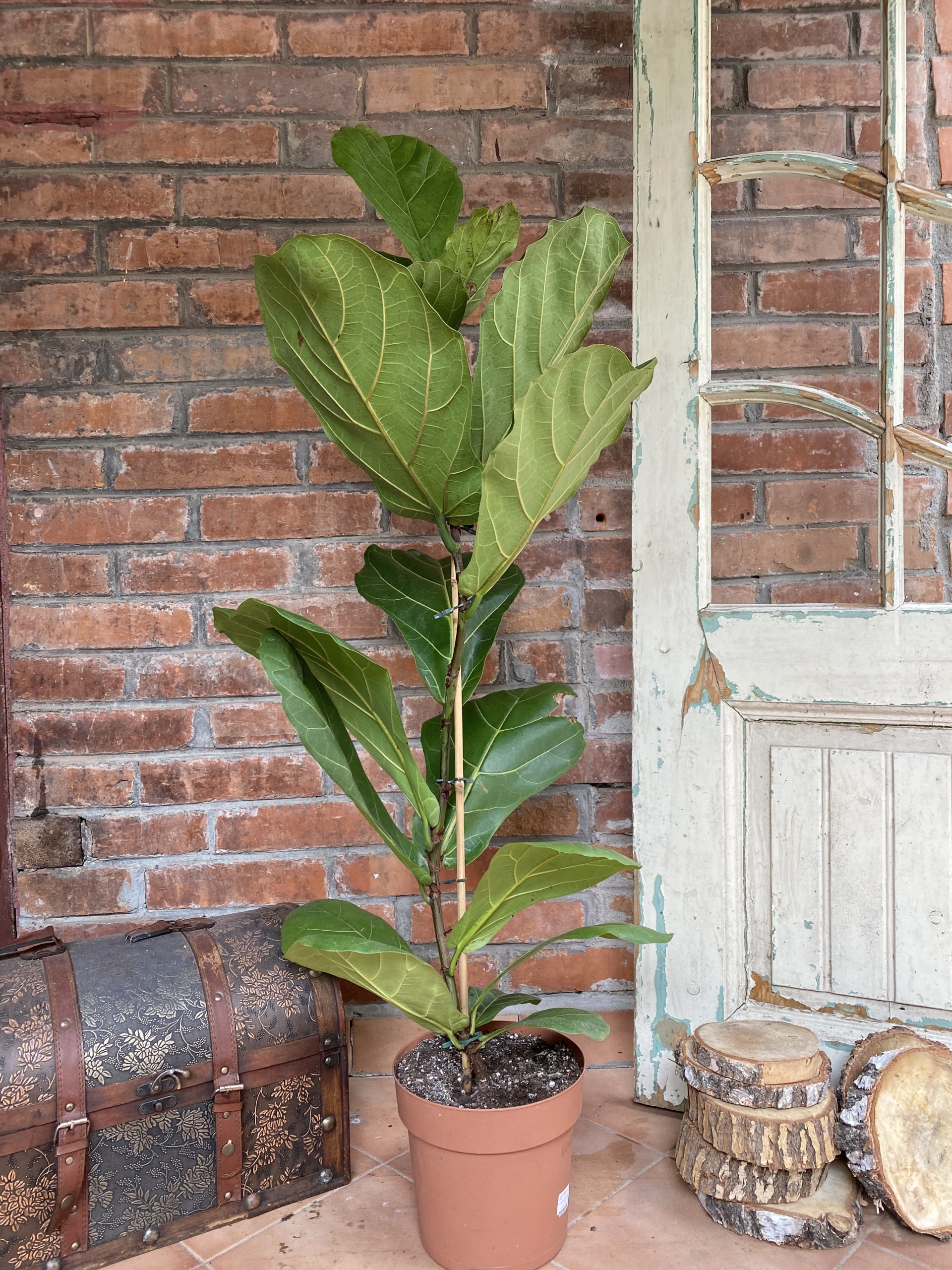 Ficus-Lyrata-2-scaled (1)