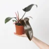 Philodendron Florida Bronze – Eleganță sculpturală cu nuanțe calde de bronz