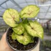Syngonium Golden Allusion – O pată de lumină vie în orice spațiu