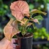 Syngonium Podophyllum Neon – Strălucire roz într-o lume verde