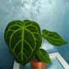 Anthurium Crystallinum × Regale – plantă tropicală rară cu frunze catifelate, de colecție