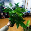 Fatsia japonica – plantă decorativă de interior cu frunze mari, lucioase
