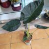 Alocasia ‘Regal Shields’ – plantă tropicală spectaculoasă cu frunze mari, contrast intens