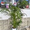 Chamaedorea cataractarum – un colț de natură care curge liniștit în casa ta 🌿