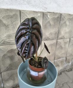 Alocasia Cuprea „Red Secret” – o plantă care pare din altă lume 🌿✨