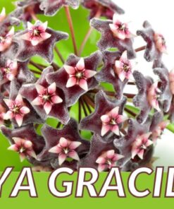 Hoya Memoria Gracilis