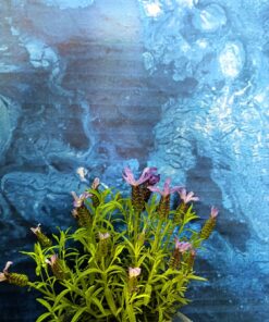 Lavandula stoechas (lavandă franțuzească)