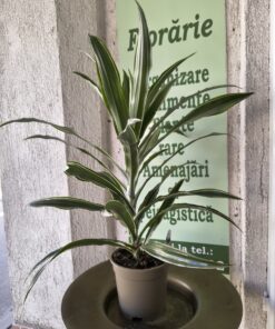 Dracaena ‘Warneckei’ – plantă de interior elegantă, cu frunze variegate
